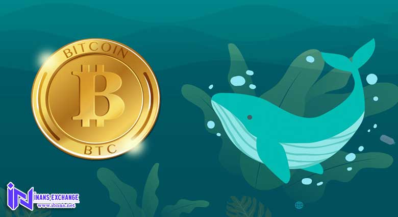 نهنگ ارز دیجیتال چیست؟