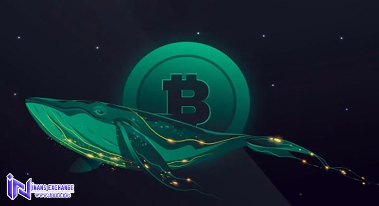 نهنگ ارز دیجیتال کیست؟