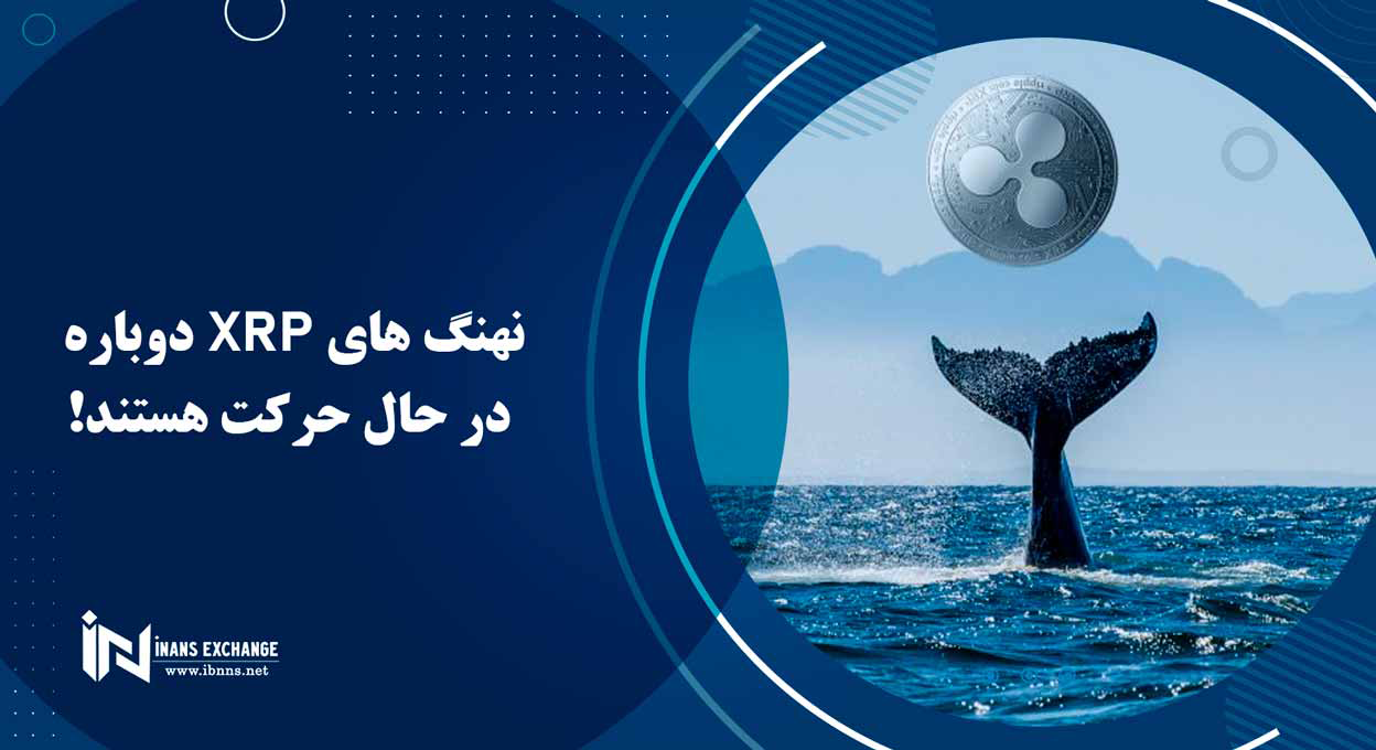 نهنگ های XRP دوباره در حال حرکت هستند